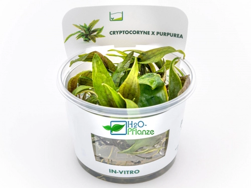 Purpurwasserkelch - Cryptocoryne x purpurea in vitro